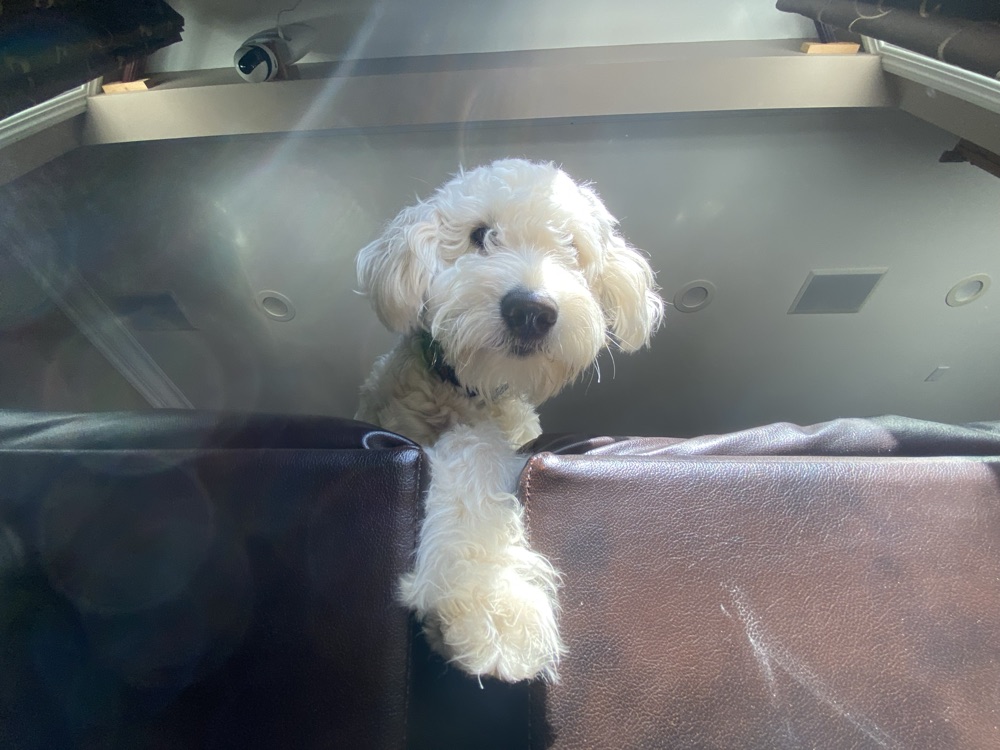 A fluffy white dog peeking over the back of a couch
